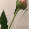 clipThumbnail