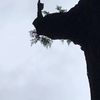 clipThumbnail
