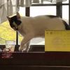 clipThumbnail