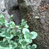 clipThumbnail