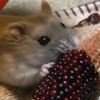 clipThumbnail