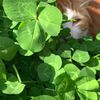 clipThumbnail