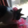 clipThumbnail