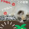 clipThumbnail