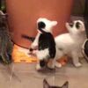 clipThumbnail