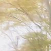 clipThumbnail