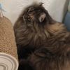 clipThumbnail