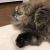 clipThumbnail