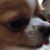 clipThumbnail