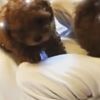 clipThumbnail
