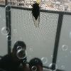 clipThumbnail