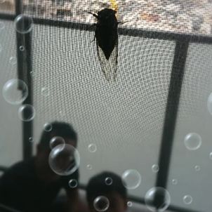 お盆。の画像