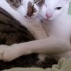 clipThumbnail