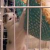 clipThumbnail