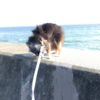 clipThumbnail
