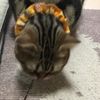 clipThumbnail