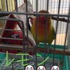 clipThumbnail