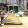 clipThumbnail
