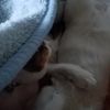 clipThumbnail