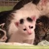 clipThumbnail