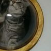 clipThumbnail