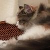 clipThumbnail
