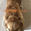 clipThumbnail