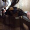 clipThumbnail