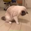 clipThumbnail