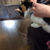clipThumbnail