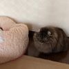 clipThumbnail