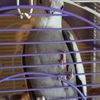 clipThumbnail