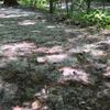 clipThumbnail