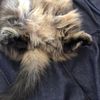 clipThumbnail
