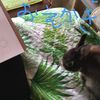 clipThumbnail