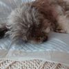 clipThumbnail