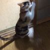 clipThumbnail