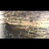 clipThumbnail