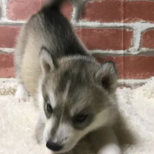 かわい子ちゃん♡の画像