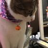 clipThumbnail