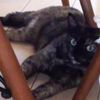 clipThumbnail