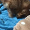 clipThumbnail
