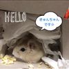 clipThumbnail