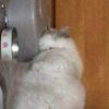 clipThumbnail