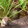 clipThumbnail