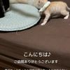 猫パンチの応酬にゃ♡の画像