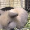 clipThumbnail