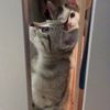 clipThumbnail