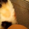 clipThumbnail