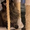 clipThumbnail